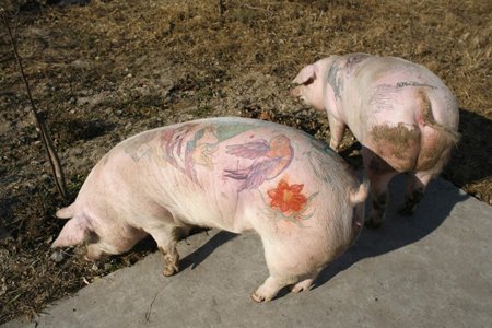 由于麻醉效果持续时间在两个小时左右，纹身师要在有限的时间内勾画添色，等猪恢复一周后再继续上次的画作。纹身猪每天要洗三次澡以上以保证清洁，还要经常到圈外“散步”。